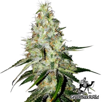 Семена конопли Auto White Widow Feminised